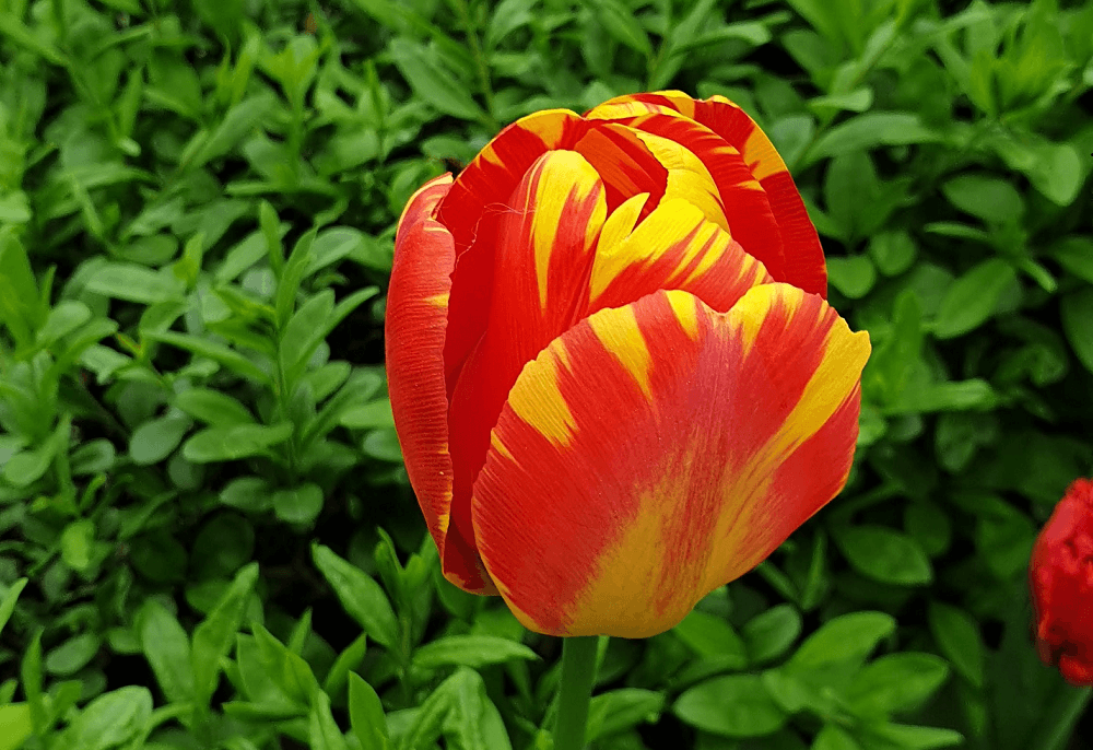 Tulipan o czerwono-żółtych płatkach