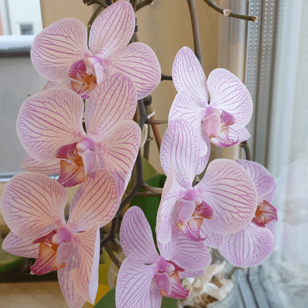 Kwitnąca orchidea zdjęcie ilustrujące tekst pt. walentynkowe opowiadanie