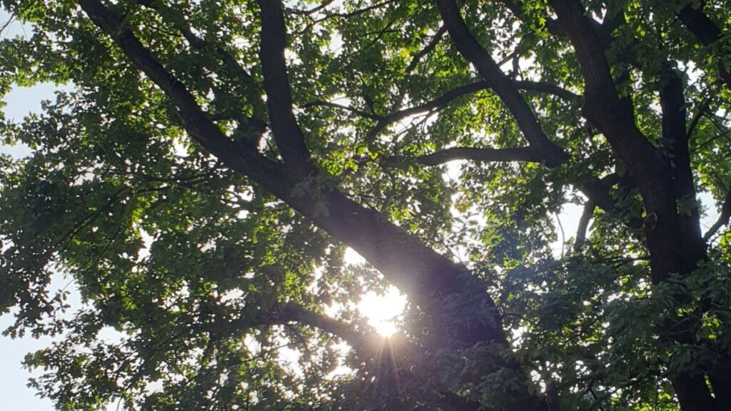 Spojrzenie w górę, przez gęstą, zieloną koronę starego dębu. Promienie słońca przebijają się intensywnie przez liście, tworząc świetlisty kształt serca.