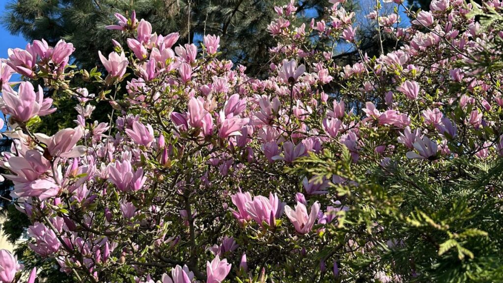 Zbliżenie na obficie kwitnącą magnolię. Duże, różowo-białe kwiaty w pełnym rozkwicie.