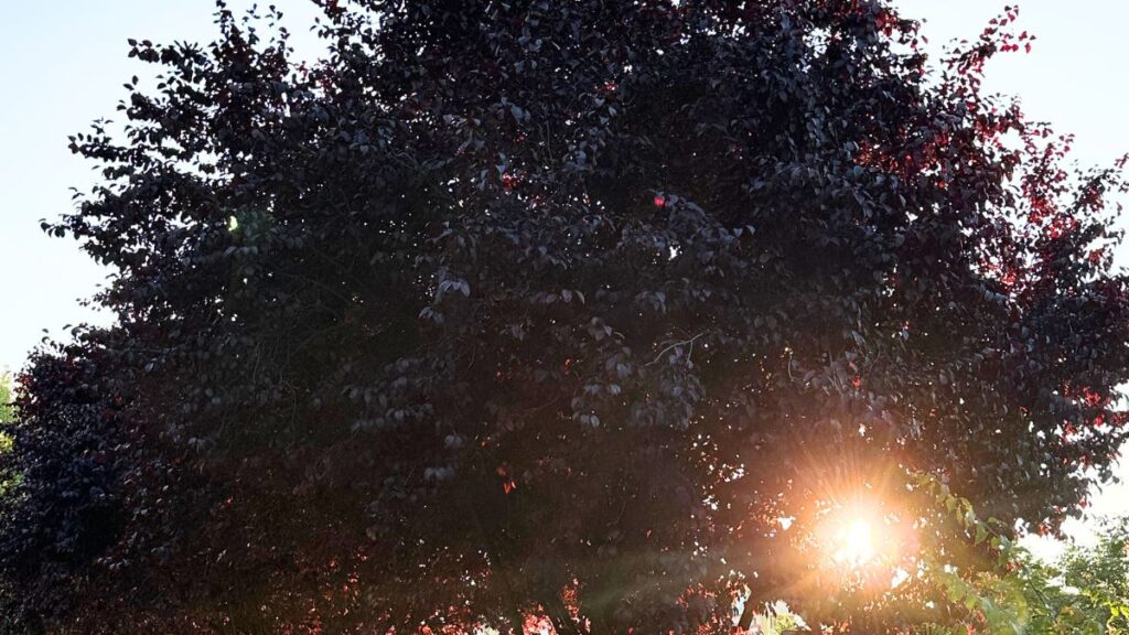 Drzewo o gęstych, nietypowych, bordowo-czarnych liściach. Zachodzące słońce tworzy silny efekt flary i jasną poświatę na dole korony.